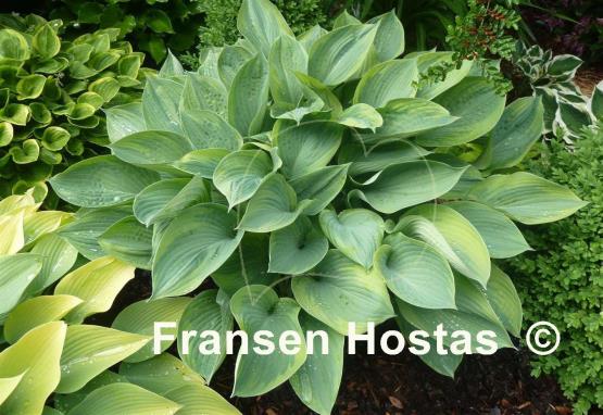 Hosta Alex Summers